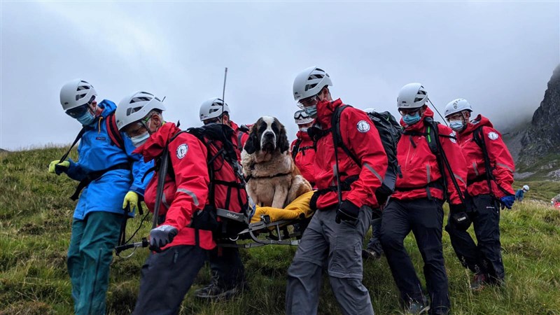 一隻聖伯納犬近日因為腿傷受困英格蘭地區最高峰,當地救難隊出動16名搜救人員順利將牠帶下山。(圖取自facebook.com/WasdaleMRT)