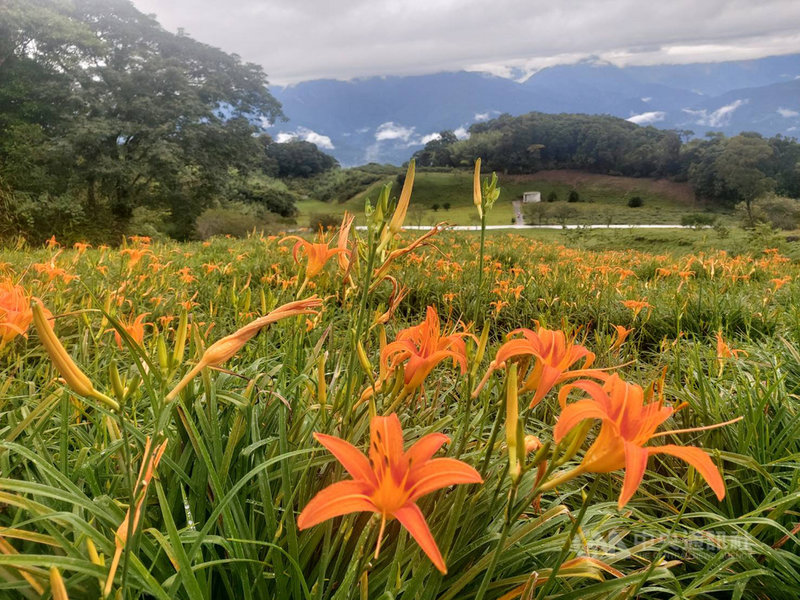 花蓮金針花季1日起展開,將維持至9月13日,目前開花率約3成,為避免大量賞花車潮湧入山區,警方即日起實施交管。(李姓農民提供)中央社記者張祈傳真 109年8月1日
