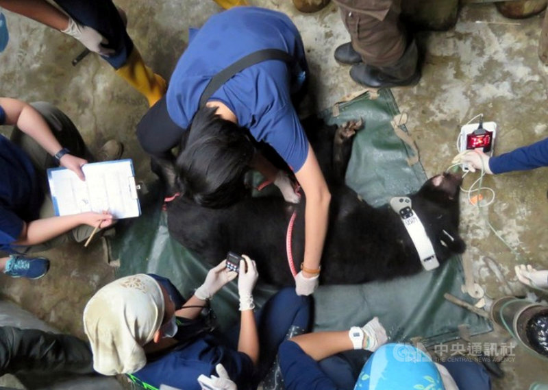 今年4月間受困陷阱雙側前肢受傷的台東錦屏母熊,歷經多次手術清創與將近3個多月照養復原,7日由直升機載送到中央山脈山區野放。錦屏母熊佩掛的衛星發報頸圈預計1年後自動脫落。(台東林管處提供)中央社記者盧太城台東傳真 109年8月7日