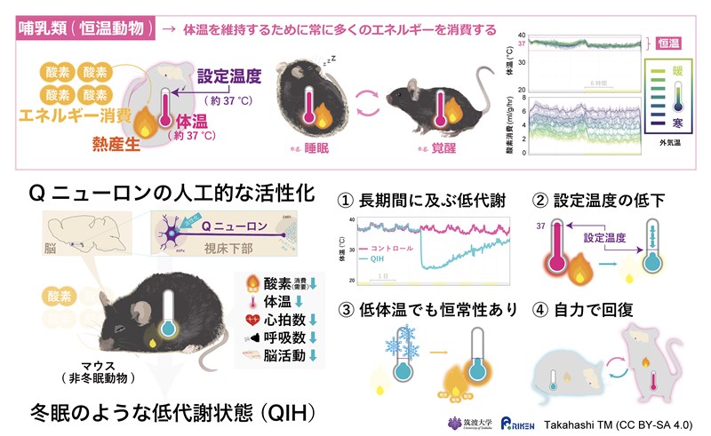 (圖取自筑波大學國際統合睡眠醫科學研究機構網頁wpi-iiis.tsukuba.ac.jp)