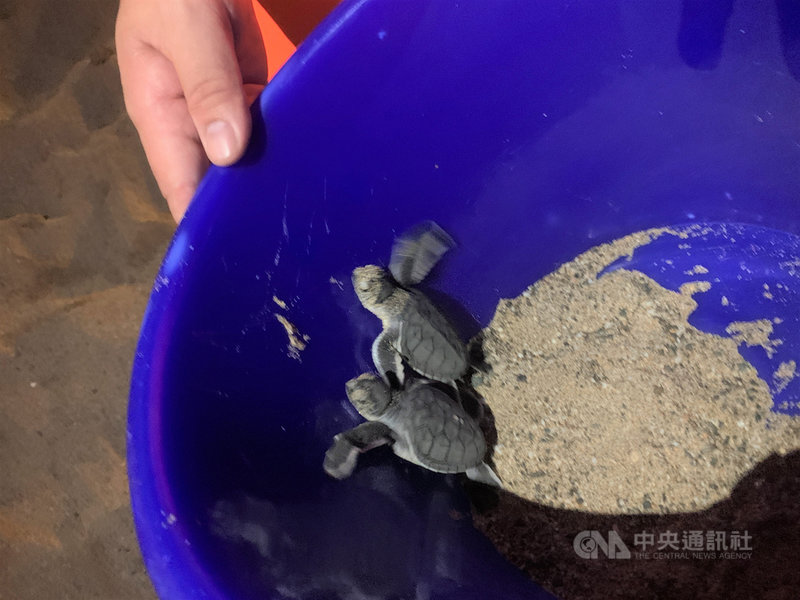 管理墾丁國家公園大灣沙灘的墾丁夏都沙灘酒店工作人員9日晚間發現保育類綠蠵龜幼龜,因飯店燈光迷途。經通報後,墾丁國家公園管理處、屏東海生館及海巡人員聯手,謹慎拾起小海龜將牠們護送到大海。(海生館提供)中央社記者郭芷瑄傳真 109年8月10日