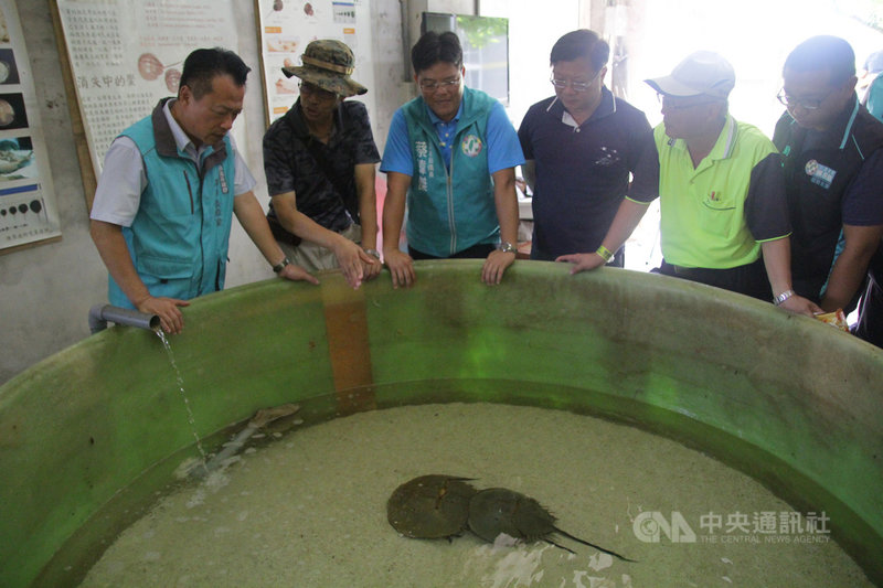 嘉義縣政府在布袋鹽田濕地進行三棘鱟復育,在新岑國小內建構「小鱟中間育成及成鱟飼育場」,並規劃在布袋好美寮濕地設置三棘鱟生態復育區。圖為縣長翁章梁(左)視察飼育場。(嘉義縣政府提供)中央社記者蔡智明傳真 109年8月14日