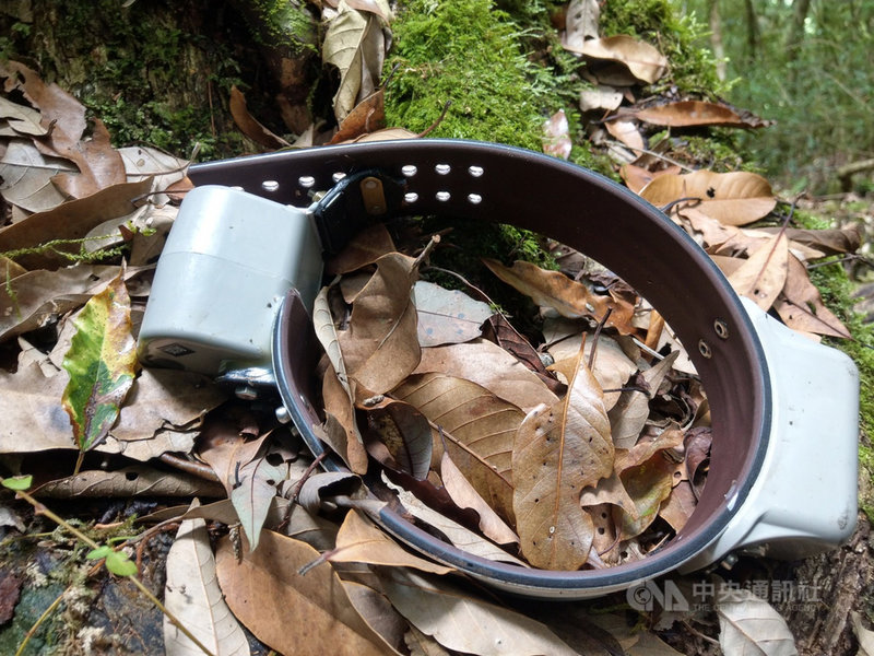 已野放的錦屏母熊戴有無線電發報器頸圈,原設定1年後脫落,但在野放第2天即已脫落。(台東林管處提供)中央社記者盧太城台東傳真 109年8月20日