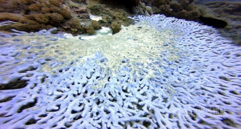 蘭嶼、綠島海域珊瑚白化嚴重，研判由高溫引起，綠島石朗保護區則受漁港工程施作影響情況更嚴重，灰塵覆蓋在白化珊瑚上，加速珊瑚死亡。（庫達潛水提供）中央社記者盧太城台東傳真　109年8月21日