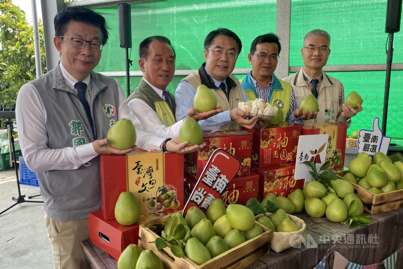 台南文旦進入採收期,市長黃偉哲(中)等人22日主持外銷新加坡文旦啟運儀式,並向國內消費者推廣鮮採上市的文旦柚。(台南市農業局提供)中央社記者楊思瑞台南傳真 109年8月22日