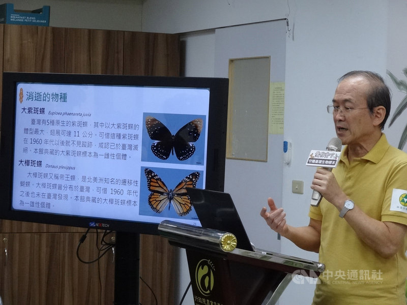 農委會林業試驗所24日召開記者會,宣布推動台灣北區標本館合體行動,要讓全台植物、昆蟲標本量上看200萬份,並數位化典藏,林試所長張彬表示,目前昆蟲標本館中的「大樺斑蝶」、「大紫斑蝶」在台灣已滅絕消失,所幸標本已妥善保存。中央社記者楊淑閔攝 109年8月24日
