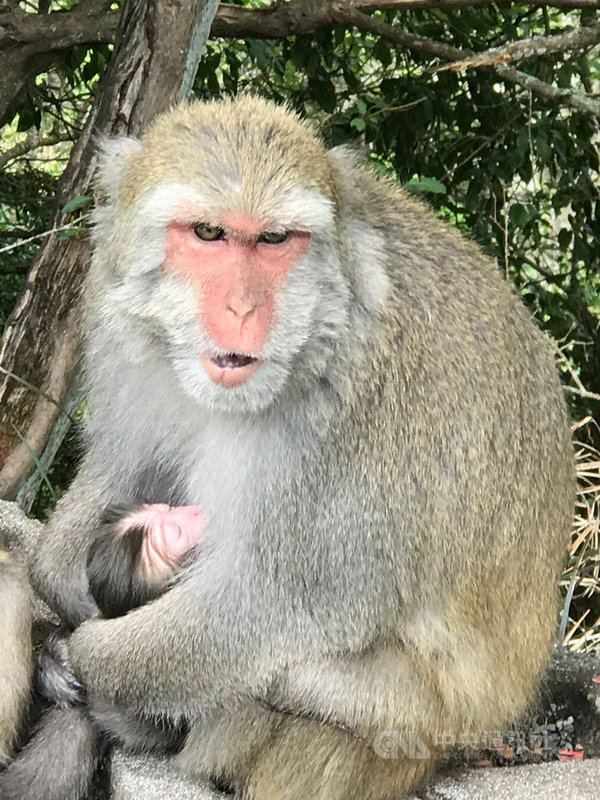 一隻今年出生的台灣獼猴在玉山國家公園遭車撞死,母猴媽媽不捨,這幾天生活覓食都抱著幼猴屍體,令人不捨。(玉山國家公園管理處提供)中央社記者蕭博陽南投縣傳真 109年8月26日