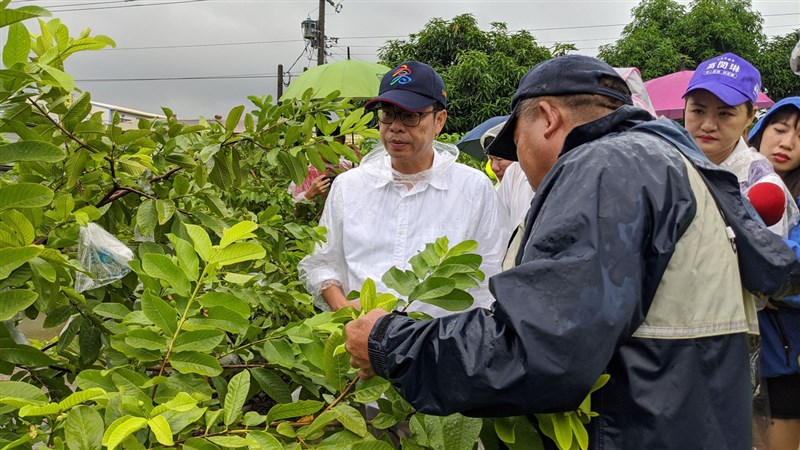 高雄連日大雨,高雄市長陳其邁(中)27日到燕巢區勘查芭樂園落果及災損情形,並表示憂心豪雨災損常有遲發性,提醒農民申報,市府會協助農民爭取補助。(高雄市政府提供)中央社記者王淑芬傳真 109年8月27日