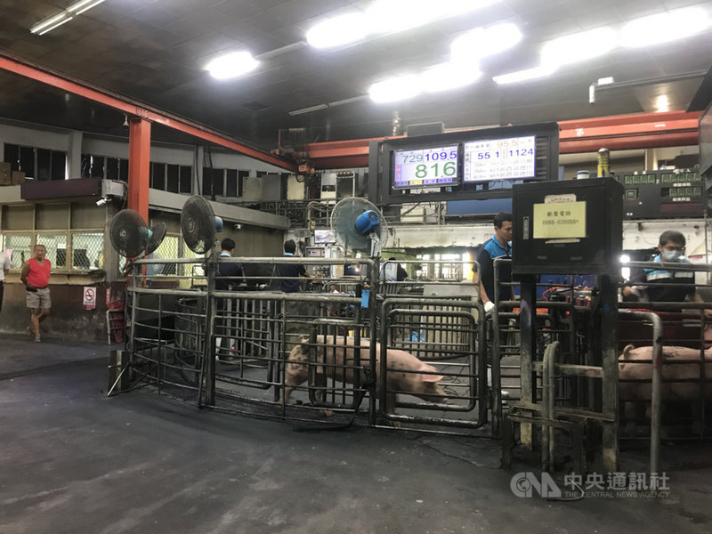 中元節將屆,雲林肉品市場29日交易價維持每公斤新台幣75元,尚未受到政府宣布鬆綁瘦肉精美豬政策影響。中央社記者姜宜菁攝 109年8月29日