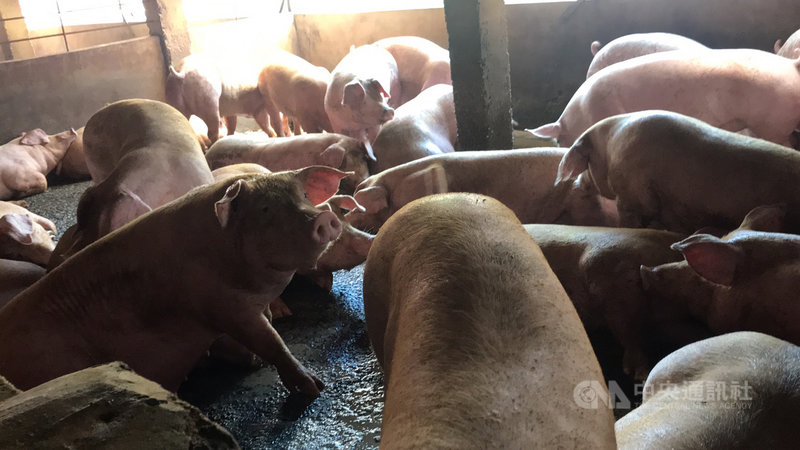 花蓮養豬業者29日指出,台灣養豬飼料仰賴進口、成本高,美豬相對成本低,進口後絕對會讓國內養豬產業打到谷底,因此堅決反對開放美豬美牛進口。中央社記者張祈攝 109年8月29日