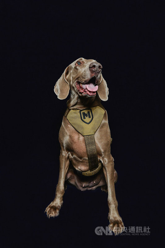 搜救犬 林志玲 過世曾參與高雄氣爆等搜救 生活 重點新聞 中央社cna