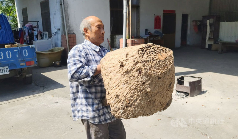 台東布農族獵人山豬王吉呀努8日表示,7月至今已摘除15個虎頭蜂窩;並呼籲野外運動要注意,9月開始,虎頭蜂進入主動攻擊人的季節。圖為吉呀努日前摘下的小蜂巢。中央社記者盧太城台東攝 109年9月8日
