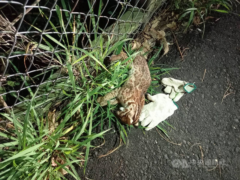 有民眾8日晚間行經台3線139.5公里卓蘭與大湖交界路段,發現1隻小石虎倒臥在南下內側車道死亡,苗栗縣政府農業處人員趕往查看,初步判斷疑是夜間穿越馬路,遭到車輛撞擊致死。(民眾提供)中央社記者管瑞平傳真 109年9月9日