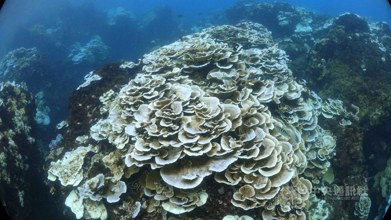 今年夏天持續高溫且颱風少,屏東墾丁珊瑚白化情形20年來最嚴重,潛水專家蔡永春說,近日因吹北風,氣溫有下降,海水溫度也下降,已有少部分珊瑚恢復生機。(蔡永春提供)中央社記者郭芷瑄傳真 109年9月10日