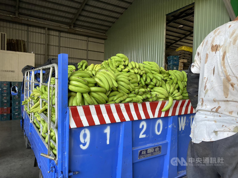 香蕉價格下跌屏東已收逾百噸去化 生活 中央社cna