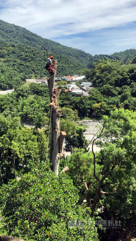 台東知本森林遊樂區1棵35米高天際樹因染病必須砍除,但在森林公園內機械無法抵達,又不能破壞周遭環境,只能以人力爬上樹頂,一段一段鋸斷卸下。(台東林管處提供)中央社記者盧太城台東傳真 109年9月23日