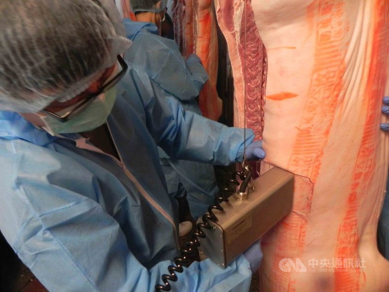 肉品「屠體評級」及配套的全程環控,在國際間行之有年,目前已有宜蘭大學、東海大學、中興大學提供技術協助,在不同屠宰場掃描1000多頭,要邁向2000頭豬隻,做為推動屠體拍賣決價使用。(農委會畜牧處提供)中央社記者楊淑閔傳真 109年9月27日