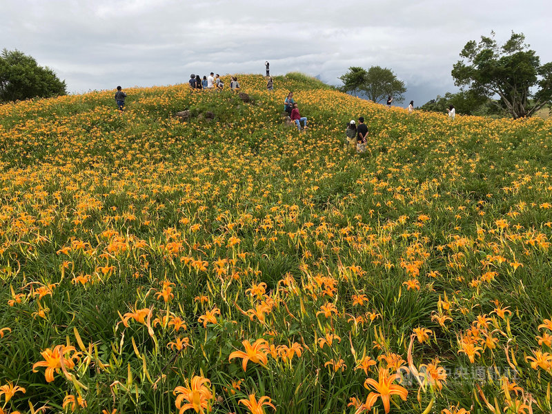 花蓮兩大金針山仍盛開中秋連假是最後賞花期 地方 中央社cna