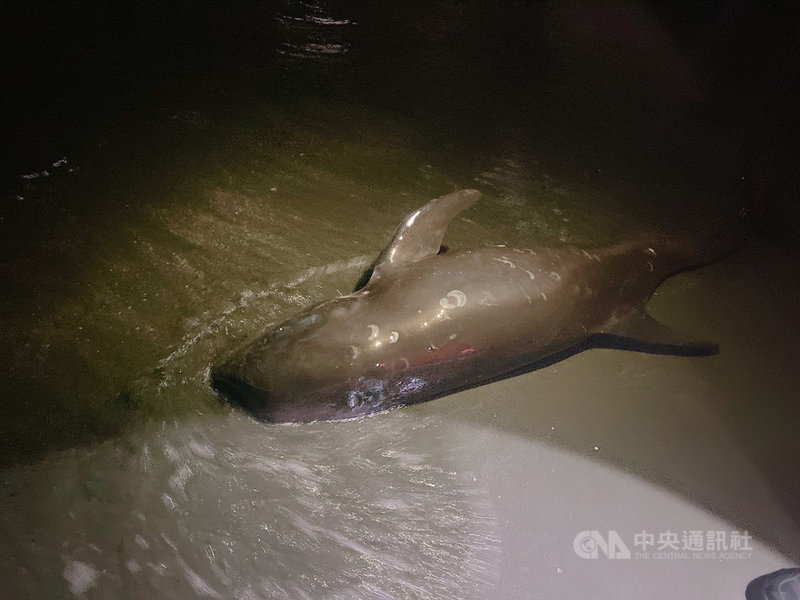 高雄市西子灣南岬頭沙灘3日凌晨有兩隻花紋海豚擱淺,海巡署指出,海豚身上發現達摩鯊咬痕,疑鯨豚遭攻擊受傷。(第五岸巡隊提供)中央社記者王淑芬傳真 109年10月3日