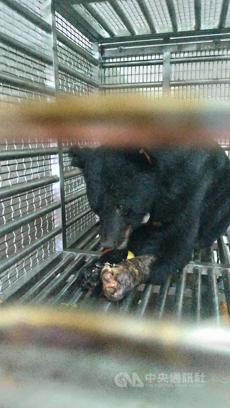 日前受困台中市和平區農友設置「山豬吊」陷阱的台灣黑熊,獲救後在特生中心療養,目前的情緒較為穩定,食慾不錯,可進食蘋果、雞蛋、蜂蜜等。(林管處提供)中央社記者趙麗妍傳真 109年10月8日