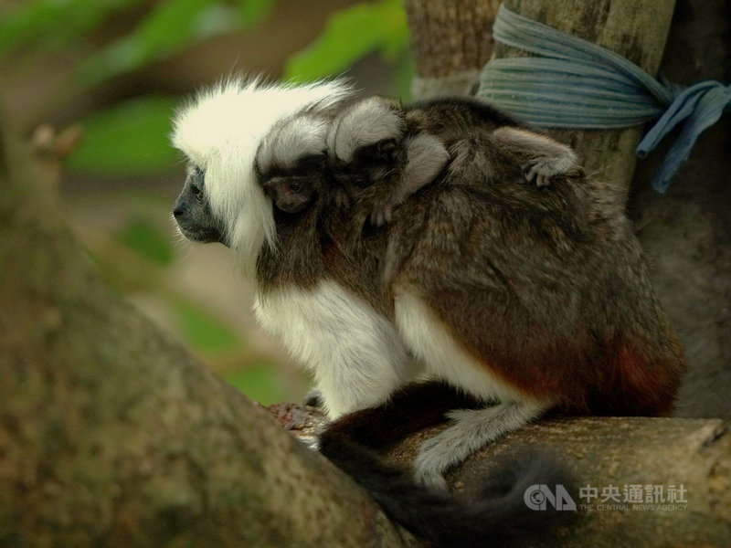 台北市立動物園穿山甲館裡的棉頭絹猴1月剛晉升新手爸媽，10月2日再產下雙胞胎，讓小家庭更熱鬧溫馨。（台北市立動物園提供）中央社記者陳怡璇傳真 109年10月9日