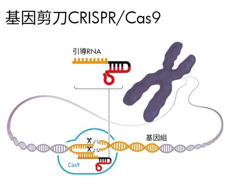 研究人員如果要修改DNA,首先要有能夠剪開DNA雙螺旋的工具,而目前最好用的剪刀是CRISPR/Cas9,它是一組細菌的免疫系統。透過細菌的Cas9酵素,加上一段與DNA互補的引導RNA,就能精準剪下DNA片段。(圖取自諾貝爾獎官網nobelprize.org)