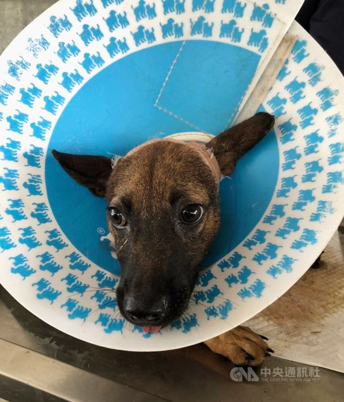流浪犬橡皮圈割喉嘉縣家畜所救援成功已被領養 地方 中央社cna