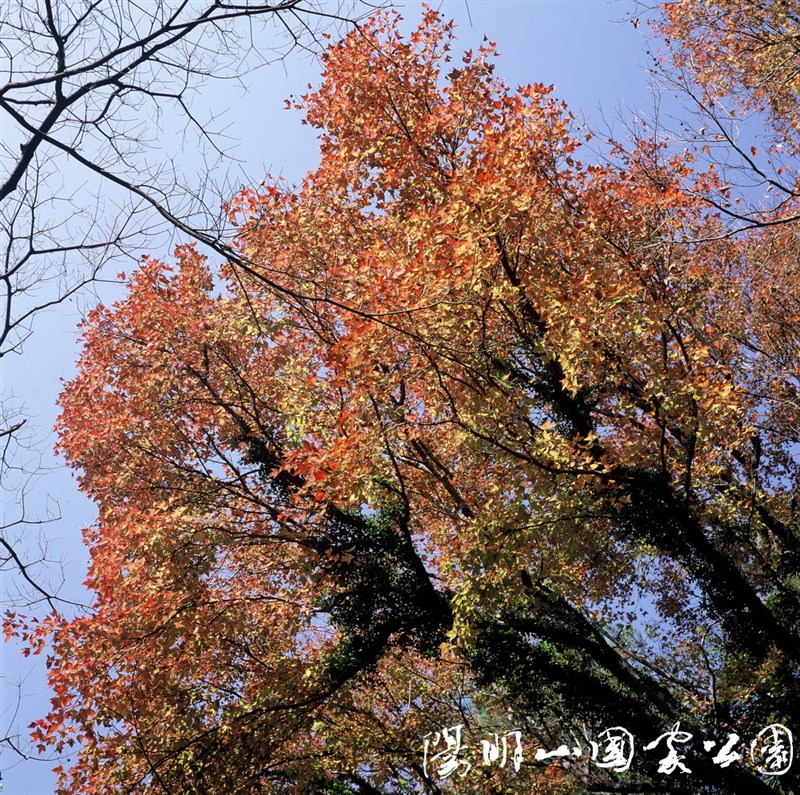 陽明山國家公園楓香。(圖取自陽明山國家公園網頁ymsnp.gov.tw)