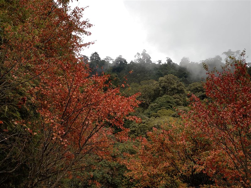 大雪山國家森林遊樂區楓樹。(圖取自facebook.com/Dasyueshan)