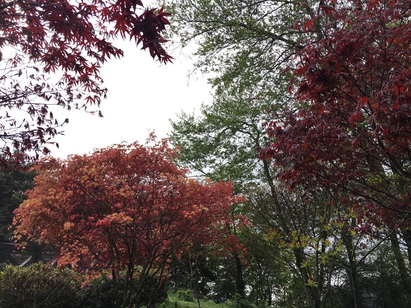 觀霧國家森林遊樂區台灣紅榨槭。(圖取自facebook.com/GuanwuNationalForest)