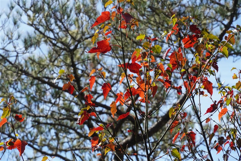 觀霧國家森林遊樂區台灣紅榨槭。(圖取自facebook.com/GuanwuNationalForest)