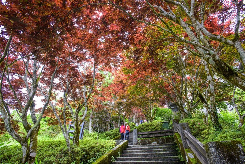 太平山國家森林遊樂區楓紅。(圖取自facebook.com/tps100.forest)