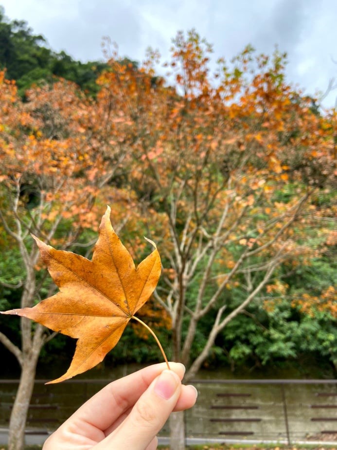 滿月圓國家森林遊樂區楓葉。(圖取自facebook.com/ManyueyuanNationalForest)