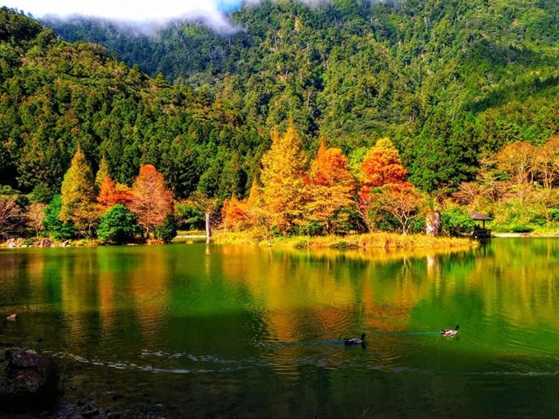 明池國家森林遊樂區楓景。(圖取自facebook.com/lealeamingchih)