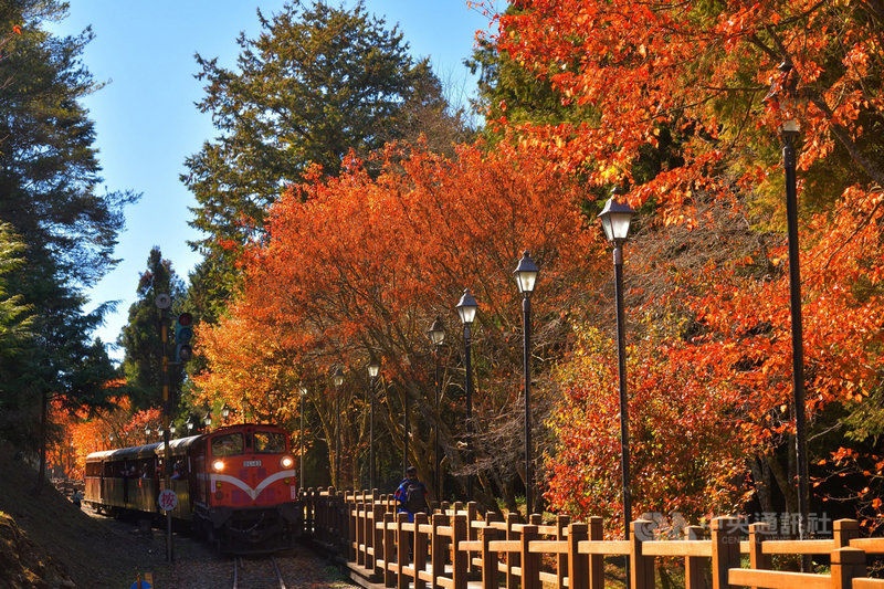 阿里山林鐵文資處指出,每到楓紅季節,對高岳車站棧道兩側台灣紅榨楓,在火車經過時,每每呈現絕美畫面。(黃源明提供)中央社記者蔡智明傳真 109年10月22日