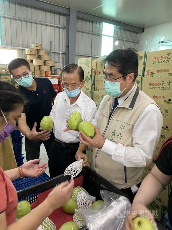 正值秋冬台南芭樂產期,台南市長黃偉哲(右)22日視察楠西區福農果菜運銷合作社集貨包裝場,了解芭樂外銷香港供貨情形。(台南市政府提供)中央社記者張榮祥台南傳真 109年10月22日