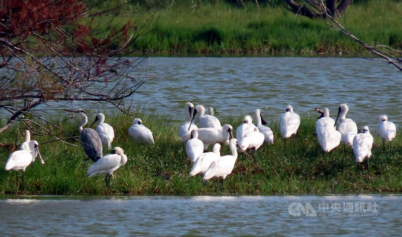 嘉義縣東石鰲鼓濕地鳥況豐富,北方嬌客黑面琵鷺已有100多隻棲息,大多棲息在5號至6號賞鳥亭之間,民眾只要持望遠鏡就能輕鬆觀賞。(嘉義林管處提供)中央社記者黃國芳傳真 109年10月24日
