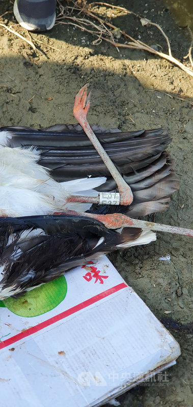 高雄市永安濕地日前發現一隻編號E37的瀕危鳥種東方白鸛,身上背有追蹤發報器,但鳥友27日卻發現東方白鸛陳屍在彌陀區一處私人魚塭旁,死因仍待調查。(拍鳥俱樂部會長黃蜀婷提供)中央社記者王淑芬傳真 109年10月27日