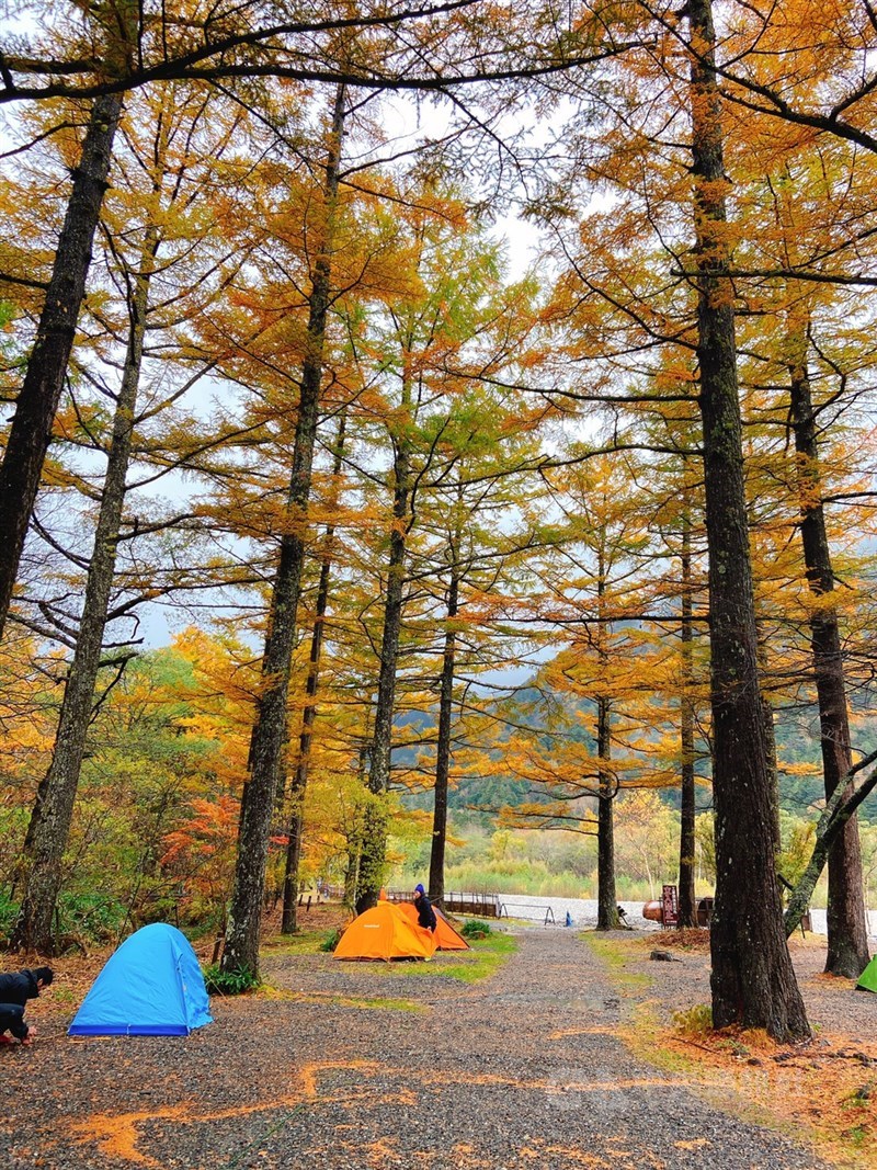 上高地小梨平野營場已聚集許多露營民眾,準備享受與川畔秋色共度的悠閒假日。(讀者JongJong Tzai提供)
