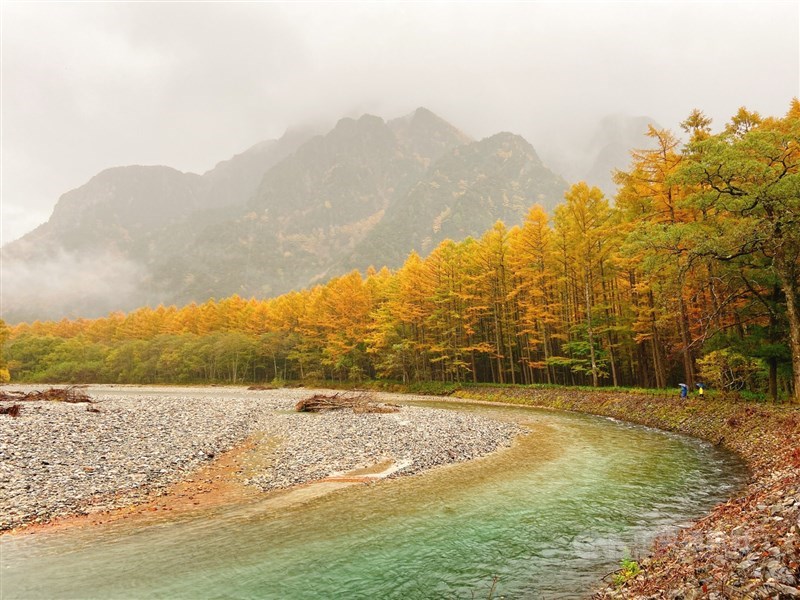長野縣上高地為山岳間的盆地型峽谷,也是日本中部著名的賞楓勝地。10月下旬來到田代橋一帶,可見梓川畔連綿逾百公尺的楓樹。(讀者JongJong Tzai提供)
