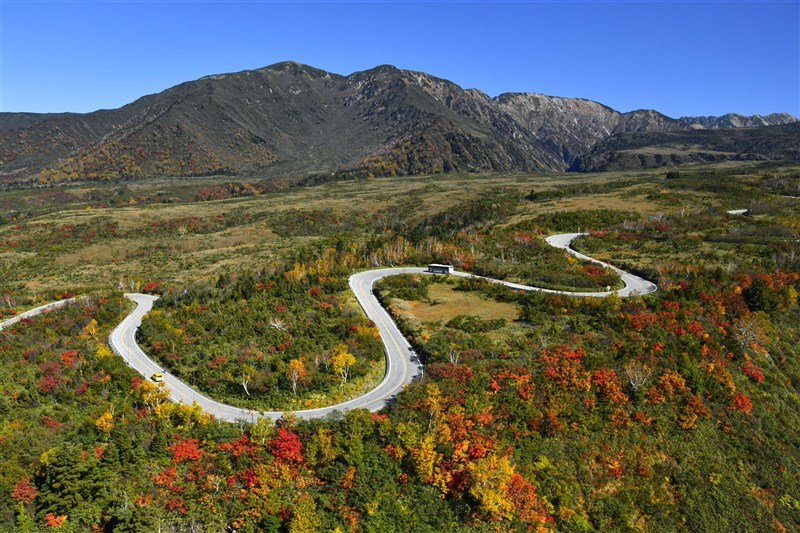 富山縣立山黑部進入紅葉季,高原巴士穿梭在紅黃楓樹相間的公路上。(共同社)