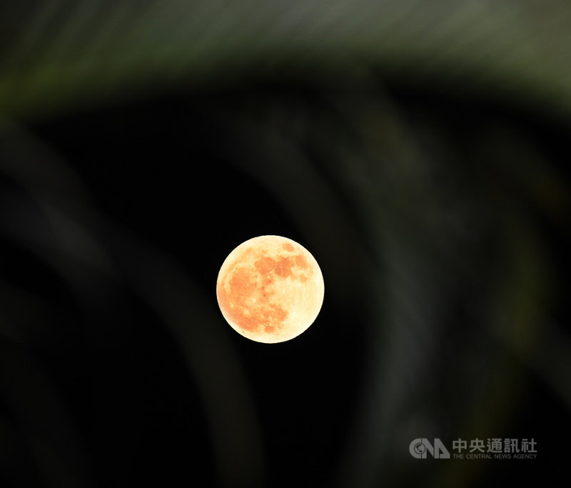 10月的第2次滿月就出現在31日,這種天文現象稱為「藍月」,其實僅是曆法上的巧合,月亮也不會變成藍色,這次「藍月」也是今年最小滿月。中央社記者施宗暉攝 109年10月31日