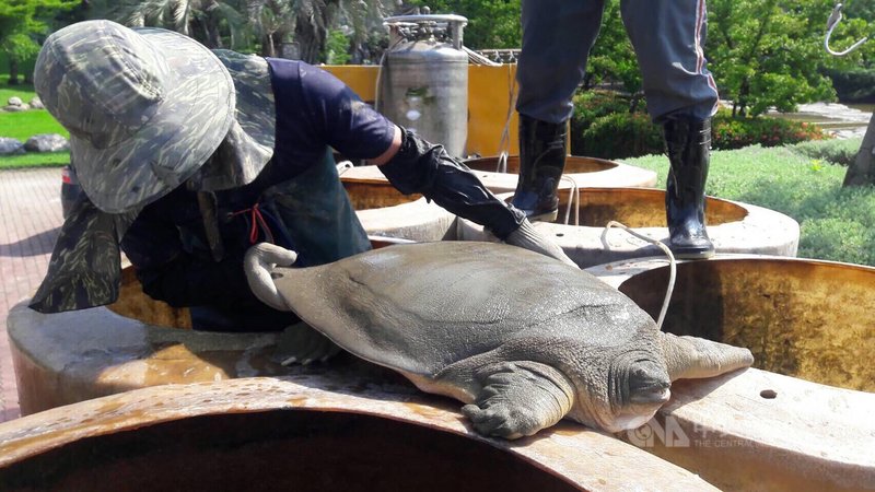 台中市南屯區豐樂雕塑公園2年前發現1隻二級保育類動物「黿」,體型長60公分、寬50公分,重達37公斤,建設局指出,黿目前安置在中興大學生命科學系,棲地環境良好。(何文海提供)中央社記者趙麗妍傳真 109年11月4日