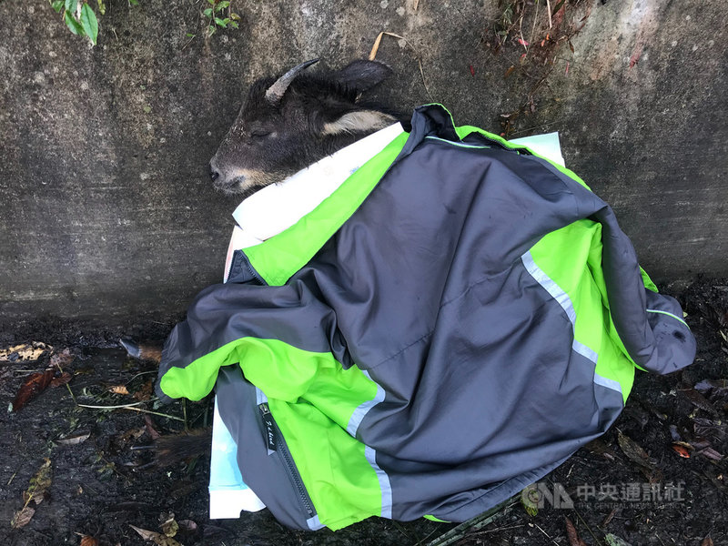 南投林管處長李政賢5日從郡大林道下山途中,發現一隻從山坡摔下的台灣野山羊,李政賢當場脫外套為山羊禦寒(圖),後續由貨車載送醫治,完成救援。(南投林管處提供)中央社記者蕭博陽南投傳真 109年11月5日