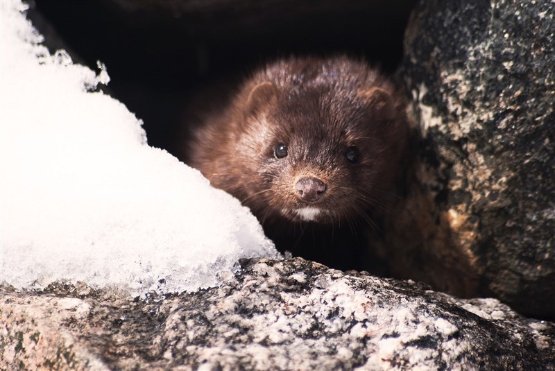 美國農業部14日表示,他們發現第1個野生動物確診2019冠狀病毒疾病案例,染疫的是猶他州一隻水。(示意圖/圖取自Pixabay圖庫)