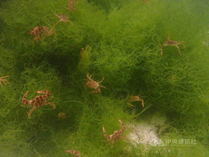 新北市政府與國立台灣海洋大學團隊在開發培育花蟹幼苗的養殖技術過程中突破瓶頸,開發出營養充足的「石垣偽鏢水蚤」新餌料。圖為花蟹幼苗吃了「石垣偽鏢水蚤」後成長狀況良好。(漁業處提供)中央社記者王鴻國傳真 109年11月9日