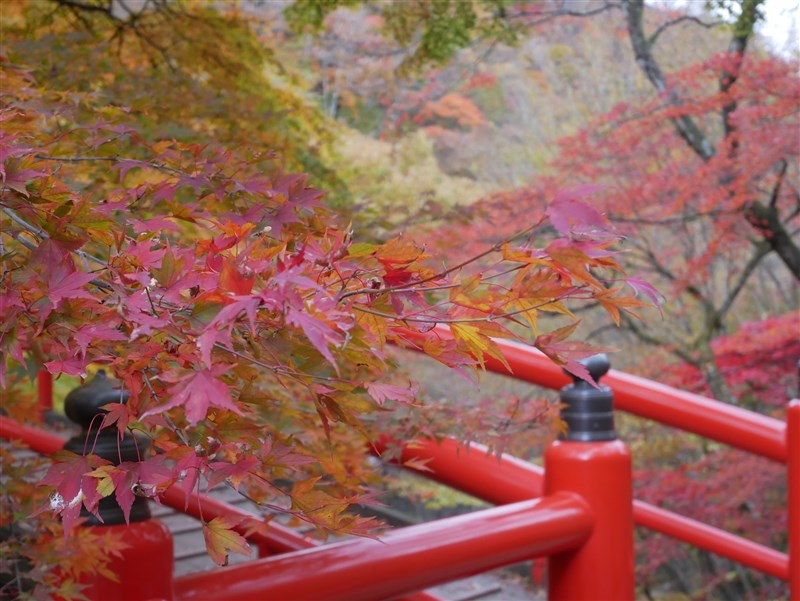 群馬縣伊香保溫泉河鹿橋週邊11月6日已逾半數楓葉染紅,錯落在紅色的橋欄上。(圖取自澀川伊香保溫泉觀光協會臉書facebook.com)