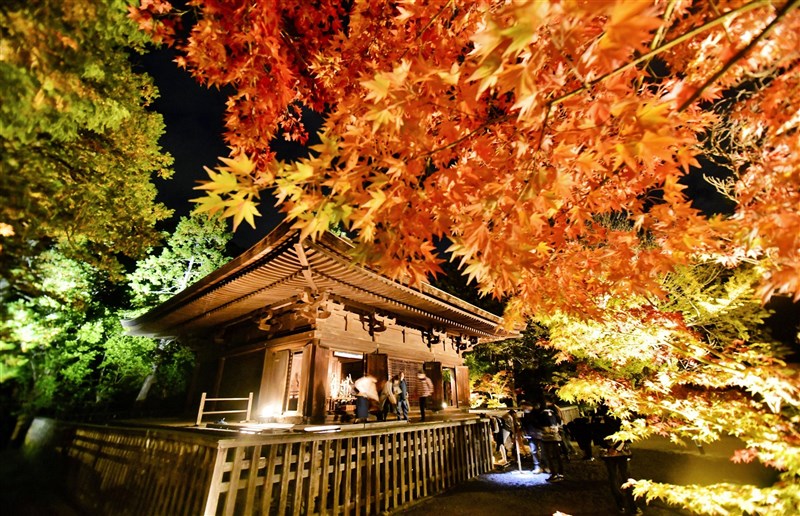 福島縣白水阿彌陀堂11月7日因應季節開始夜間打燈,照亮橘紅楓葉與金黃色的銀杏葉。(共同社)