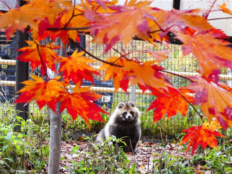 北海道旭川市旭山動物園內楓葉轉紅,攝影師正巧捕捉蝦夷狸與紅葉的合影。(圖取自twitter.com/asahiyamazoo1)