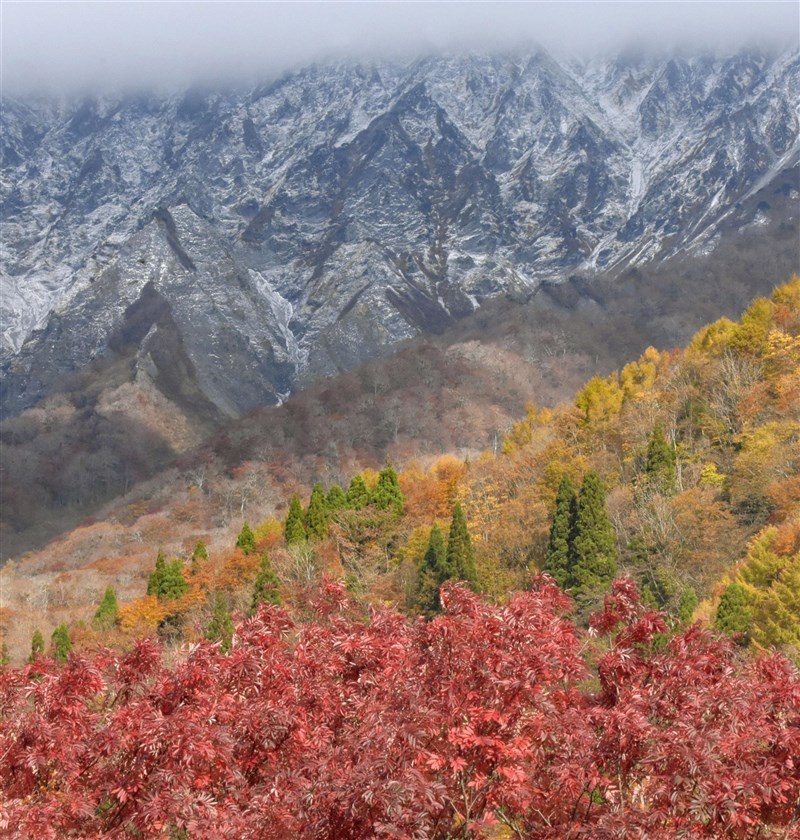 島取縣大山11月4日下起初雪,與山麓的楓紅相互交映。(共同社)